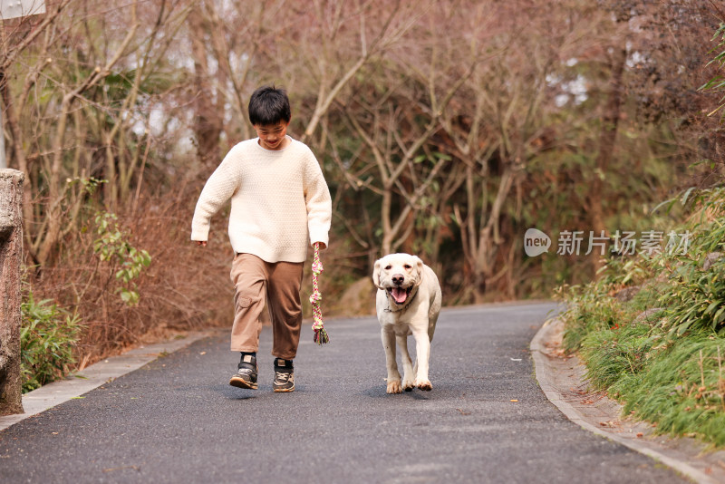 一个中国小男孩和他的宠物拉布拉多犬