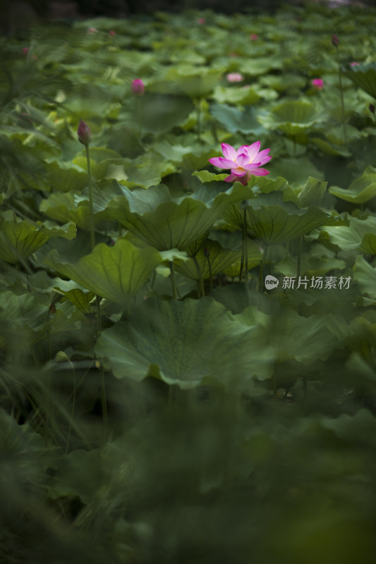 夏季公园荷塘荷叶丛中荷花特写