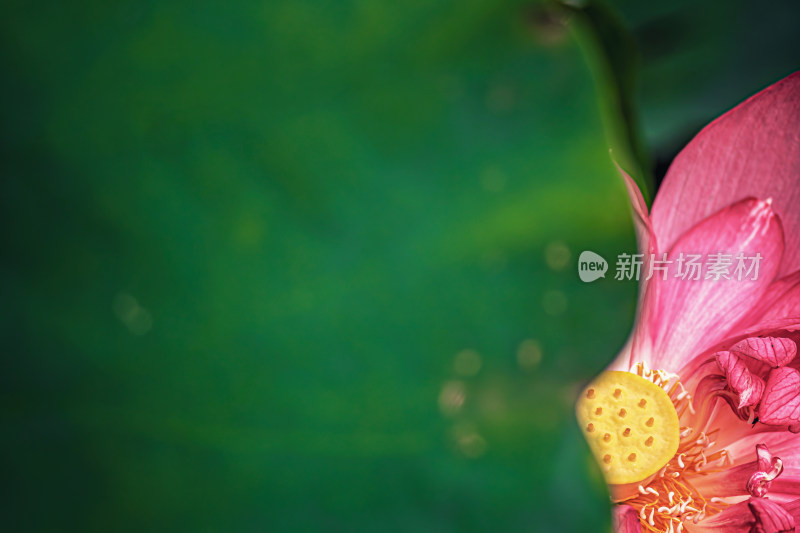 雨后荷花上的水珠