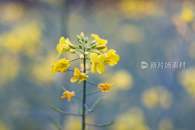 婺源梯田油菜花