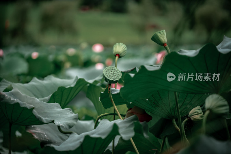 雨后荷花