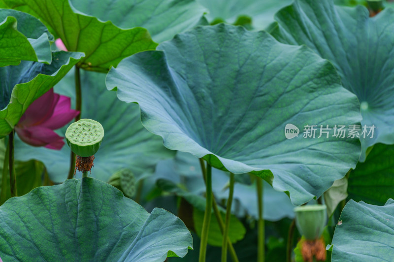 夏季荷塘荷花莲蓬荷叶特写