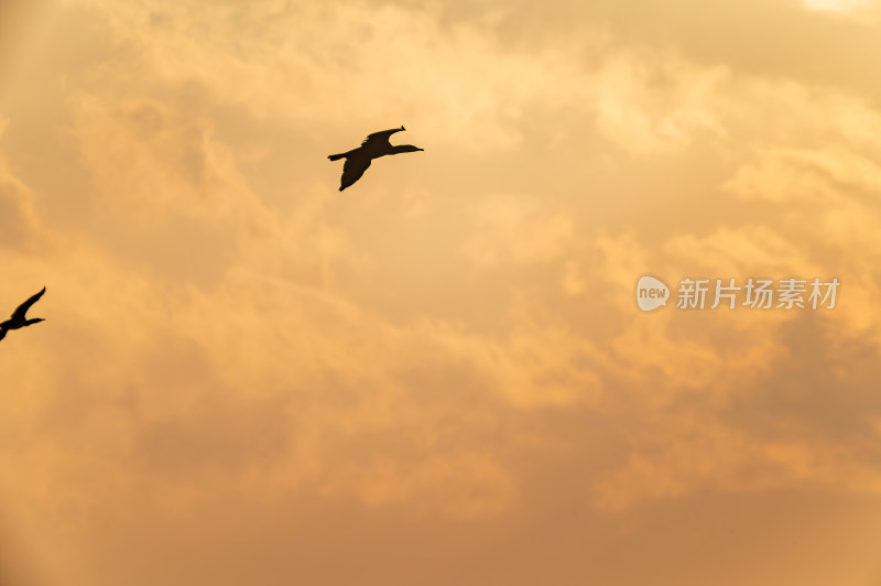 洛阳洛河边湿地里空中飞翔的鱼鹰（鸬鹚）