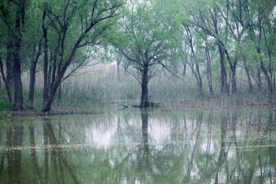 长江边春天湿地水中柳树水鸟洗衣人