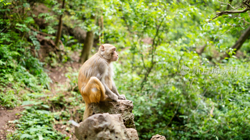 贵阳黔灵山公园路边的猴子