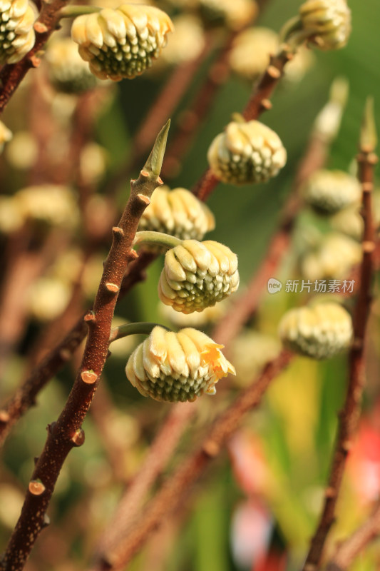 结香花花蕾实拍素材