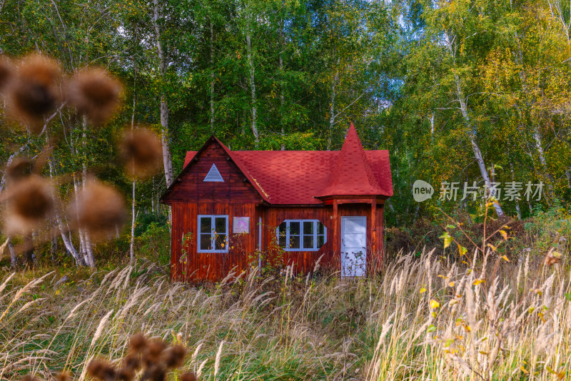 新疆北疆白桦林中的红色小屋