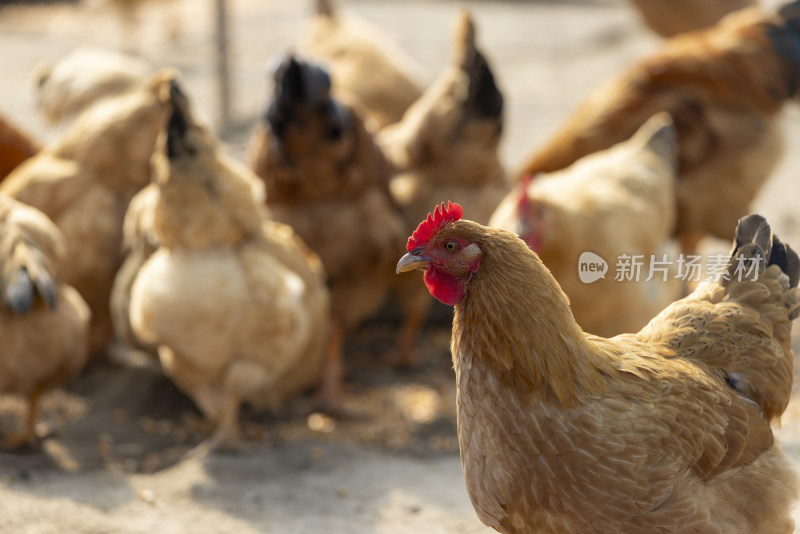 生态养殖养鸡鸡群散养鸡走地鸡