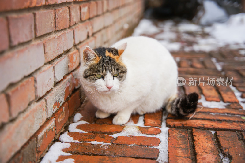 户外猫冬季雪堆地面墙角