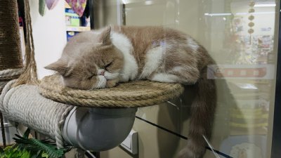 爱猫护猫猫咖馆