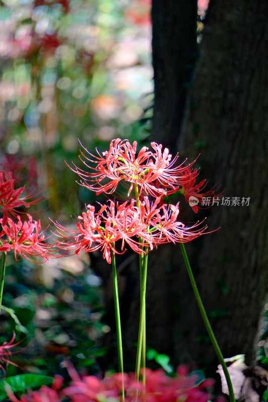 彼岸花开