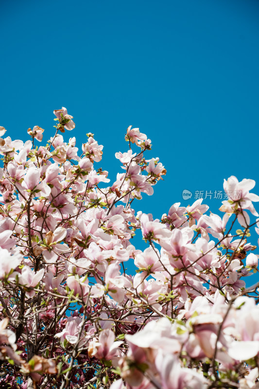 明城墙遗址公园玉兰花