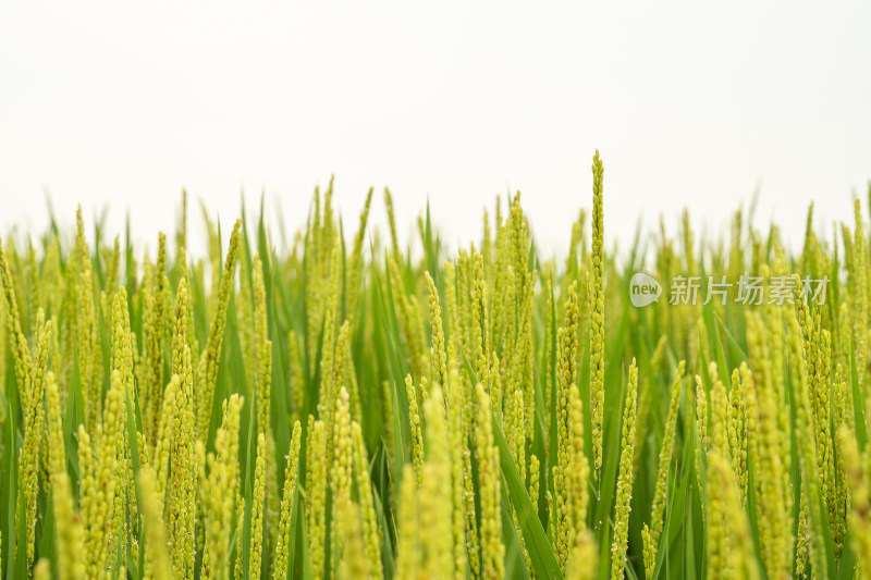 东北八月份颗粒饱满的水稻