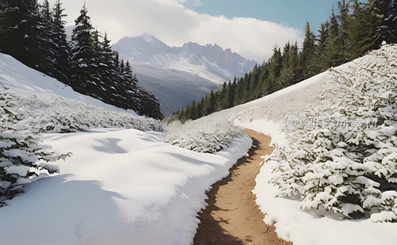 冬季森林白雪覆盖风景