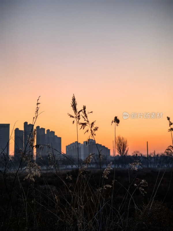 城市黄昏时的野草与高楼景观