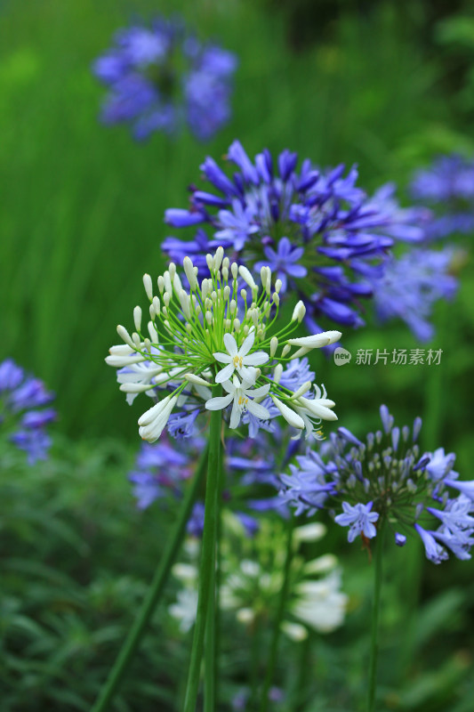 雨后欧石竹花