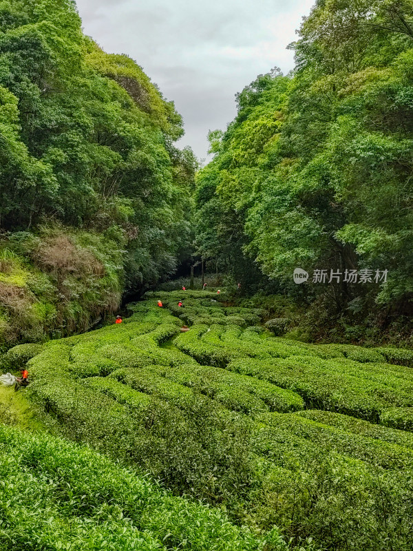 山间茶园景象及茶农采茶的画面