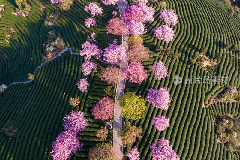 福建龙岩永福台品樱花茶园