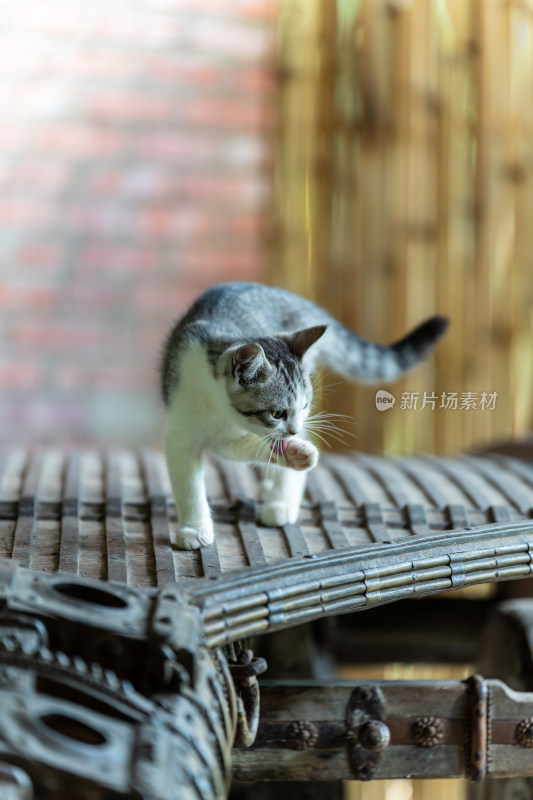 灰白小猫舔爪子特写