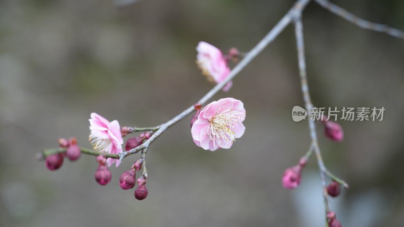 红梅初绽，惊艳了时光，温柔了岁月‌‌