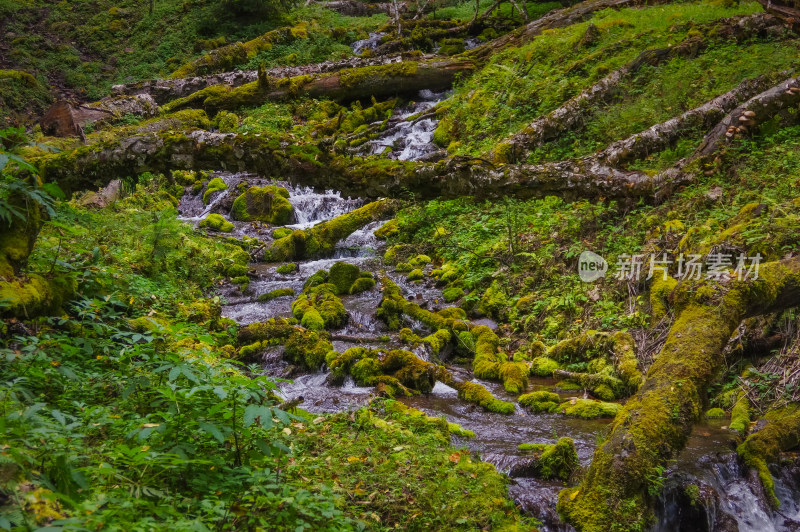 森林山谷河流绿色自然风景