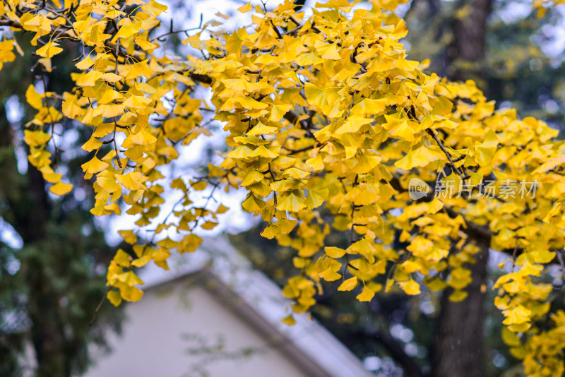 青岛八大关风景区风光