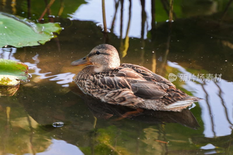 野鸭在水面休息游动