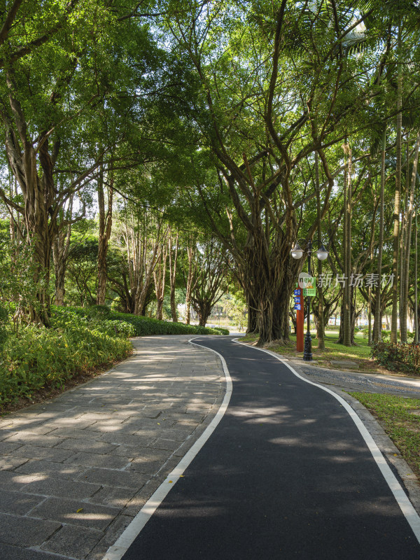 绿树成荫的城市公园休闲步道