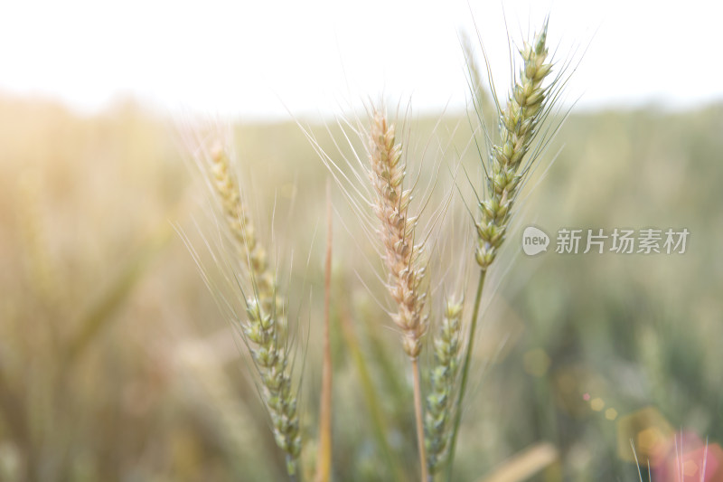 即将成熟的传统农作物小麦麦穗特写