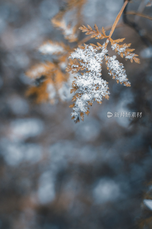 冬季雪花覆盖的树叶