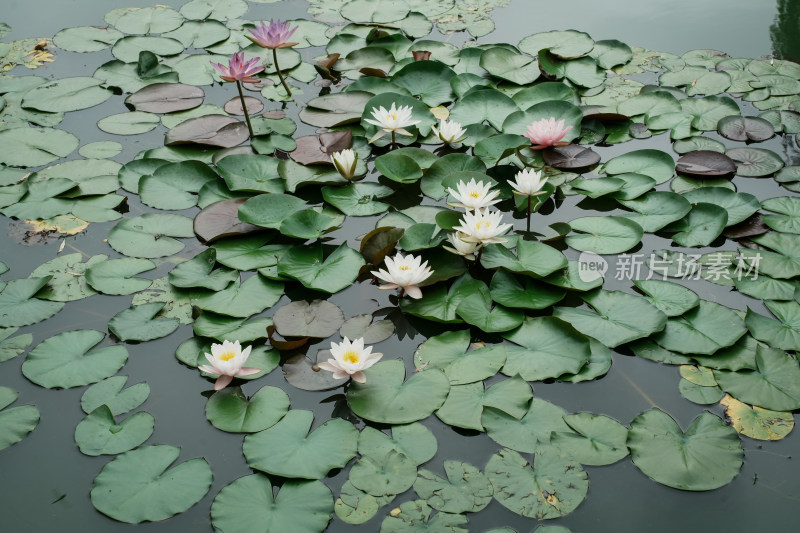 北京国家植物园睡莲