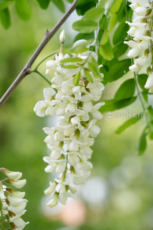 春天洋槐花槐树花盛开