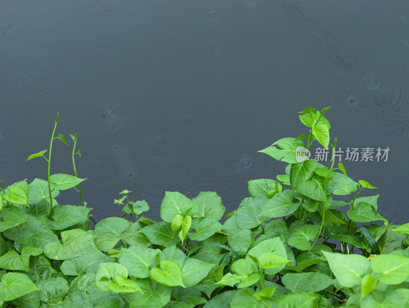 下雨天的湖面和湖面上的绿色树叶叶子