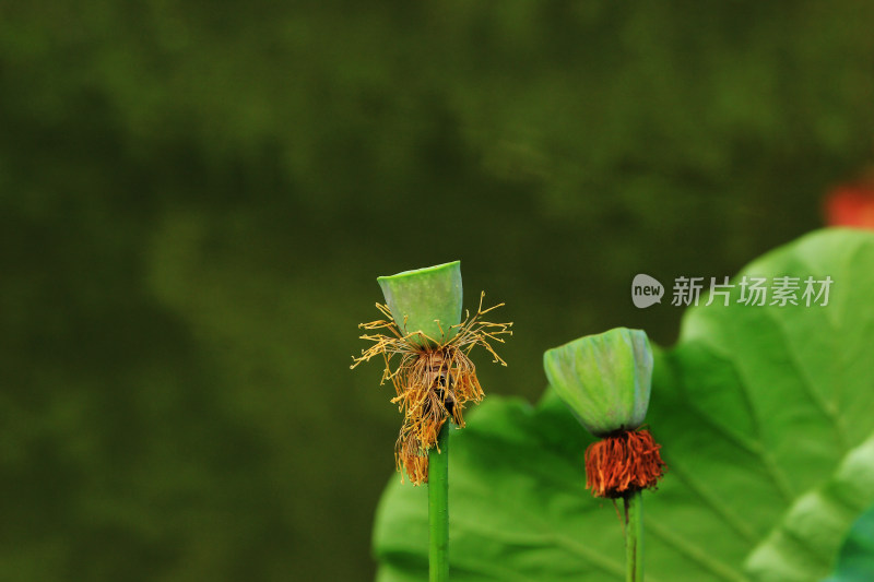 夏日即将成熟的莲蓬