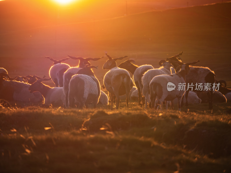 草原夕阳下的羊