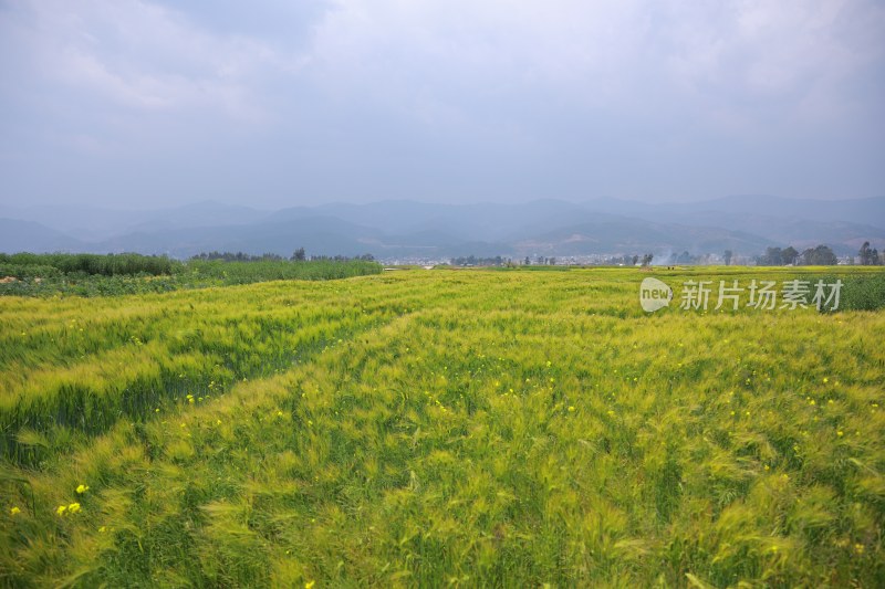 田野麦田风景