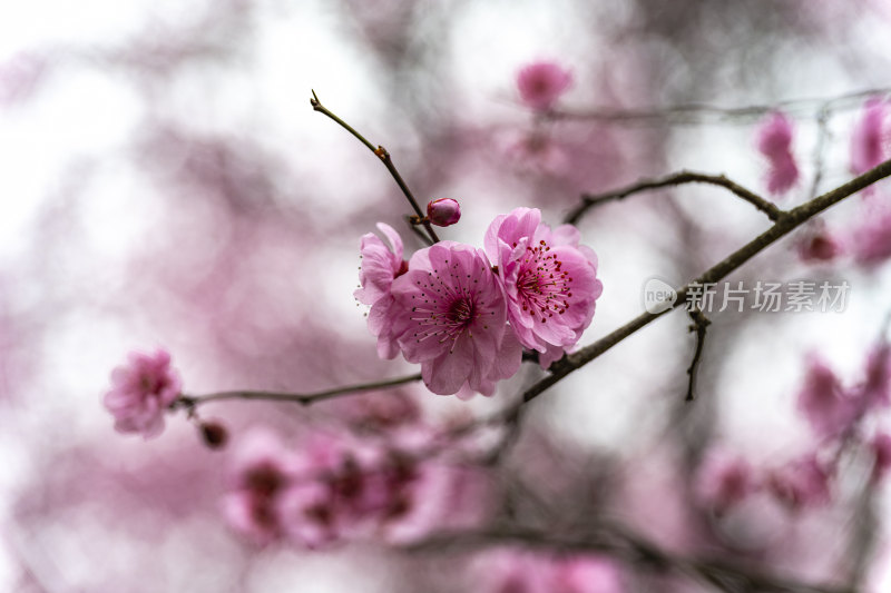 春天盛开的花朵