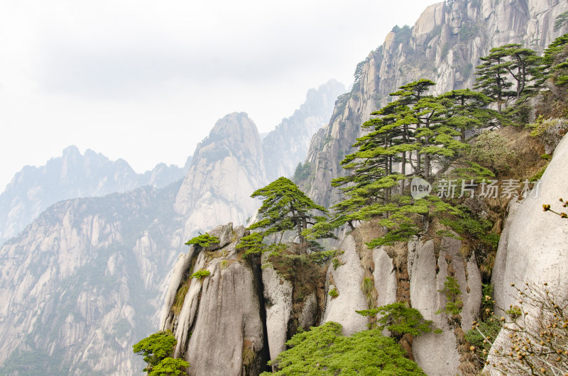 黄山松崖绝壁 奇松怪石 峰峦叠嶂