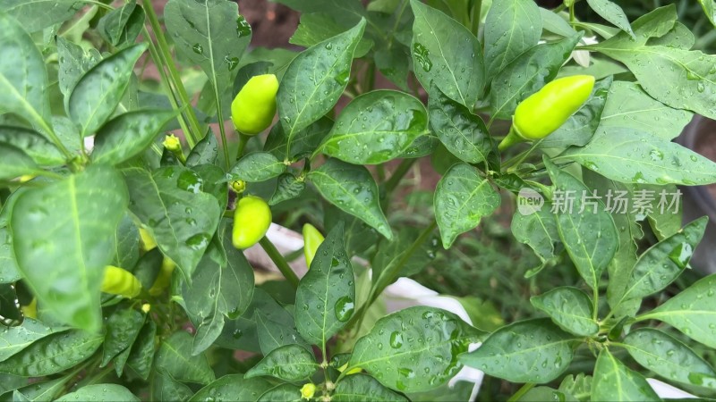 家庭种植朝天椒辣椒彩椒