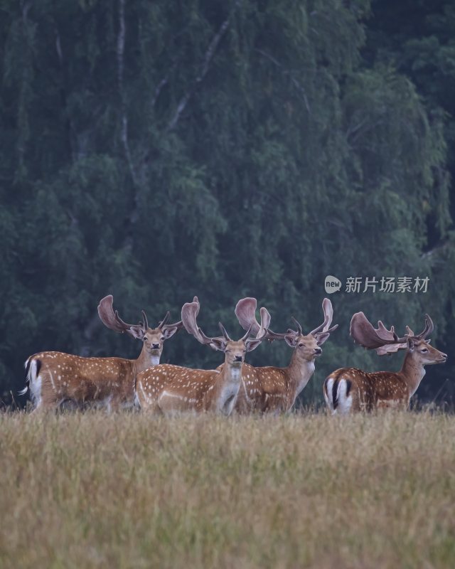 大自然森林树木旅行徒步野营