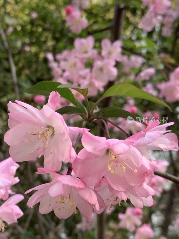 春天盛开绽放的海棠花