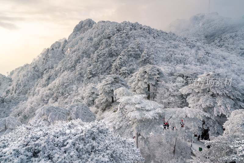 冬季雪后黄山山林景观，树木银装素裹