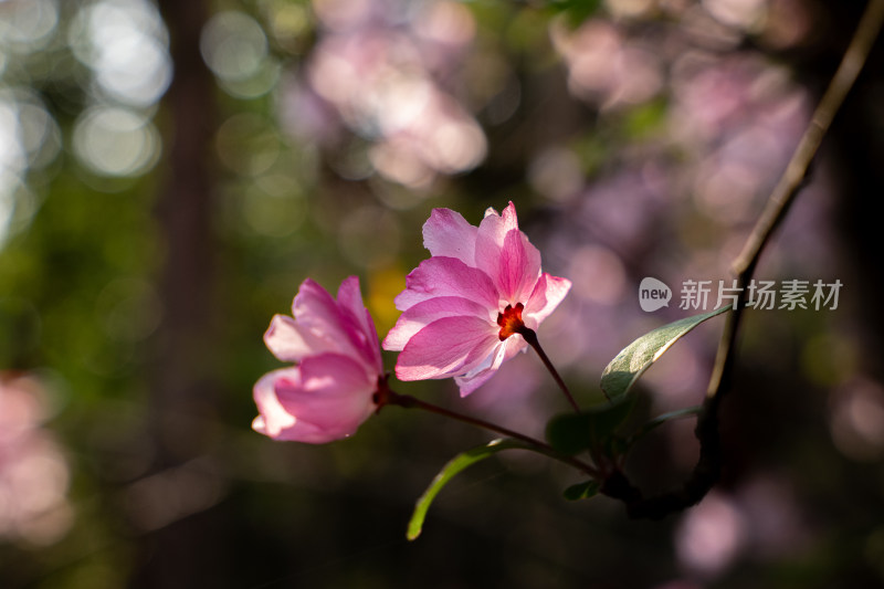 粉色海棠花特写，光影柔美自然清新