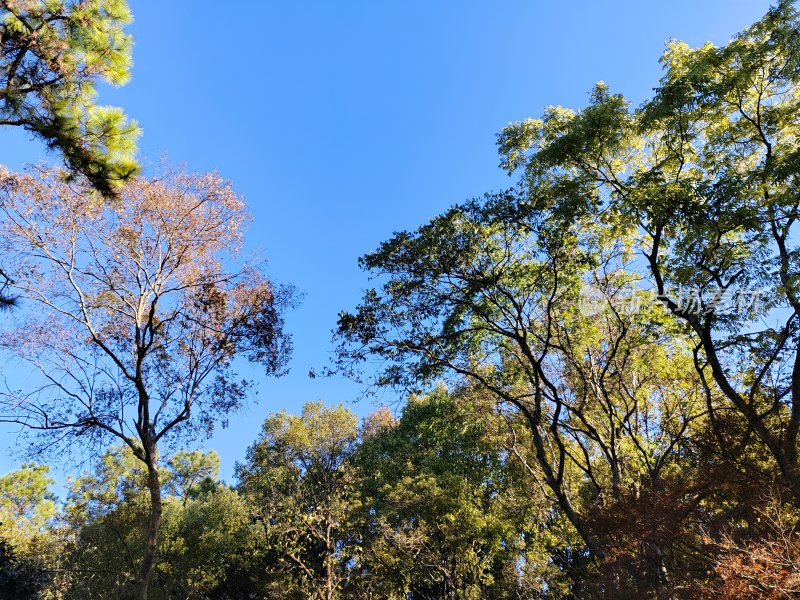 枝叶繁茂的树木与湛蓝天空构成的美景