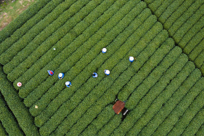 春天杭州西湖龙井茶园龙坞茶园