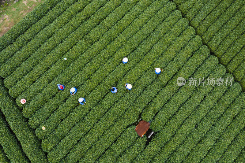 春天杭州西湖龙井茶园龙坞茶园