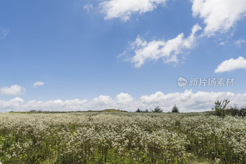 蓝天白云下的大片野花盛开的田野