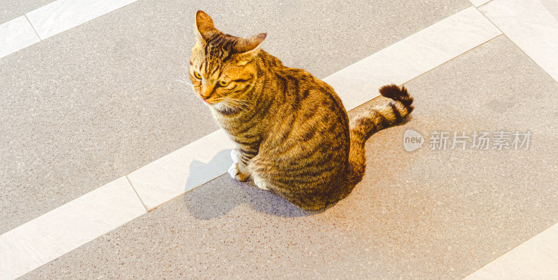 地面上的一只狸花猫