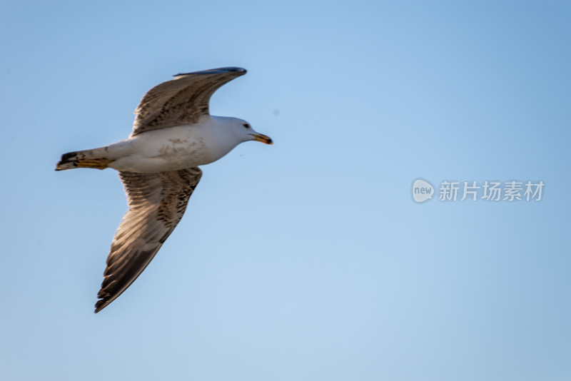 翱翔的海鸥