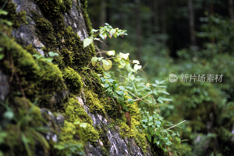 德国国王湖上湖路边小景